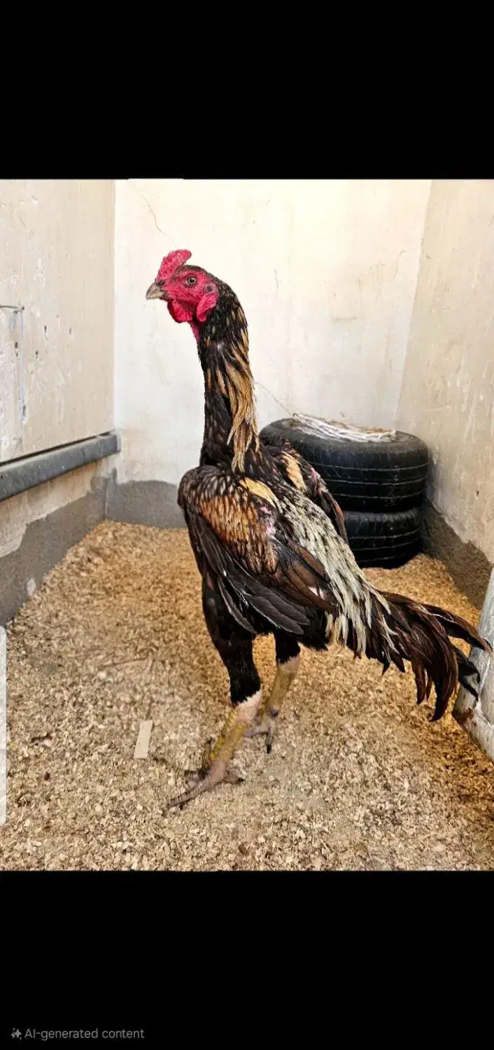 جوجه لاری تایلندی برزیلی|حیوانات مزرعه|محمدشهر, سیدآباد|دیوار