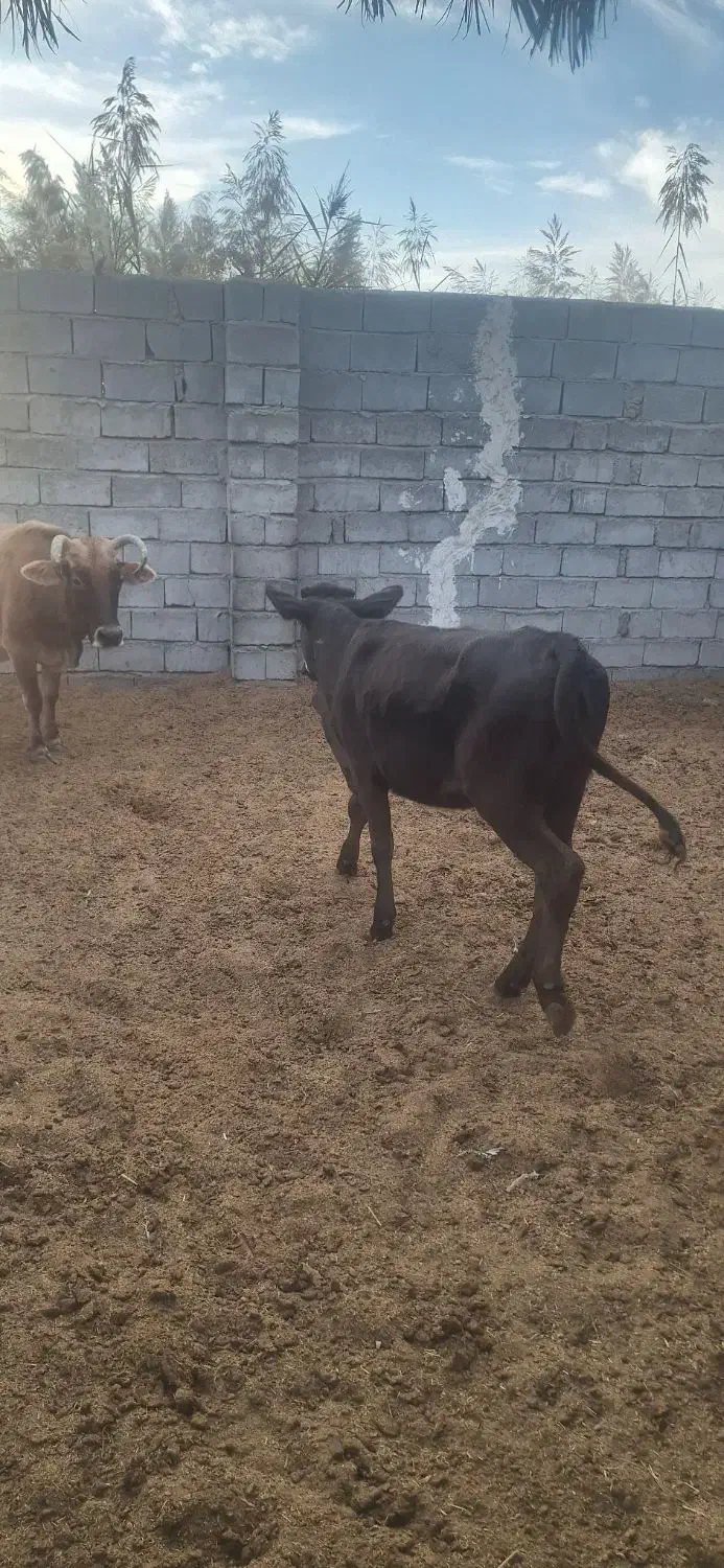 ۲راس گوساله فروشی|حیوانات مزرعه|جیرفت, |دیوار