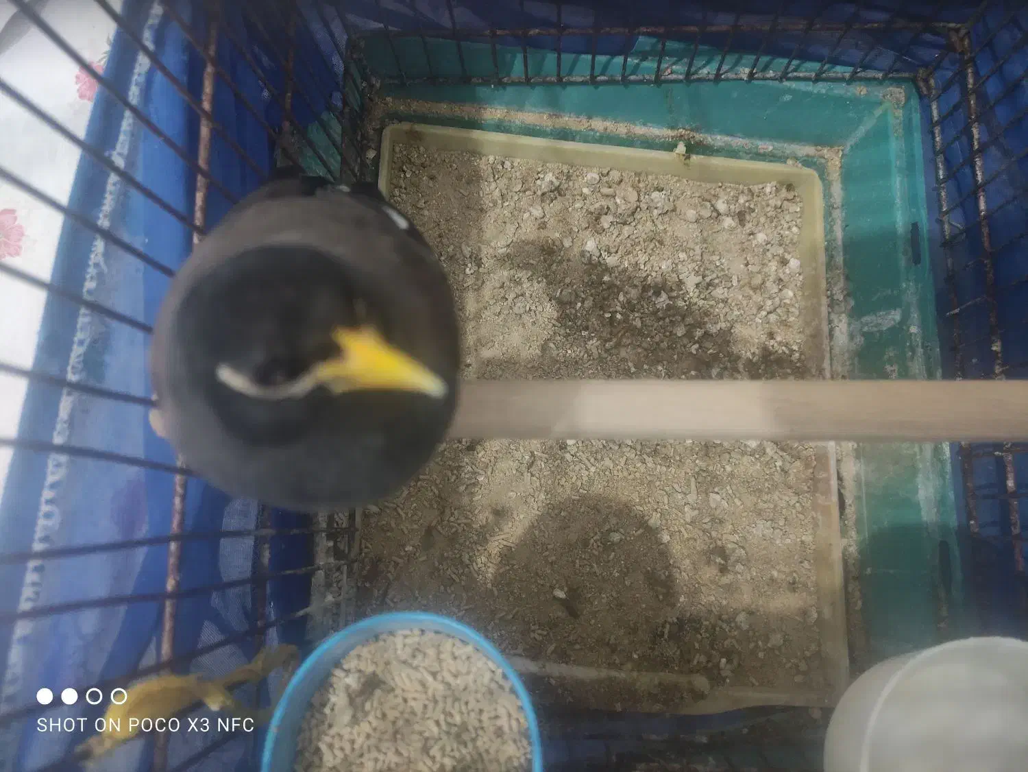 مینا ،عروس هلندی|پرنده|قرچک, زیبا شهر|دیوار