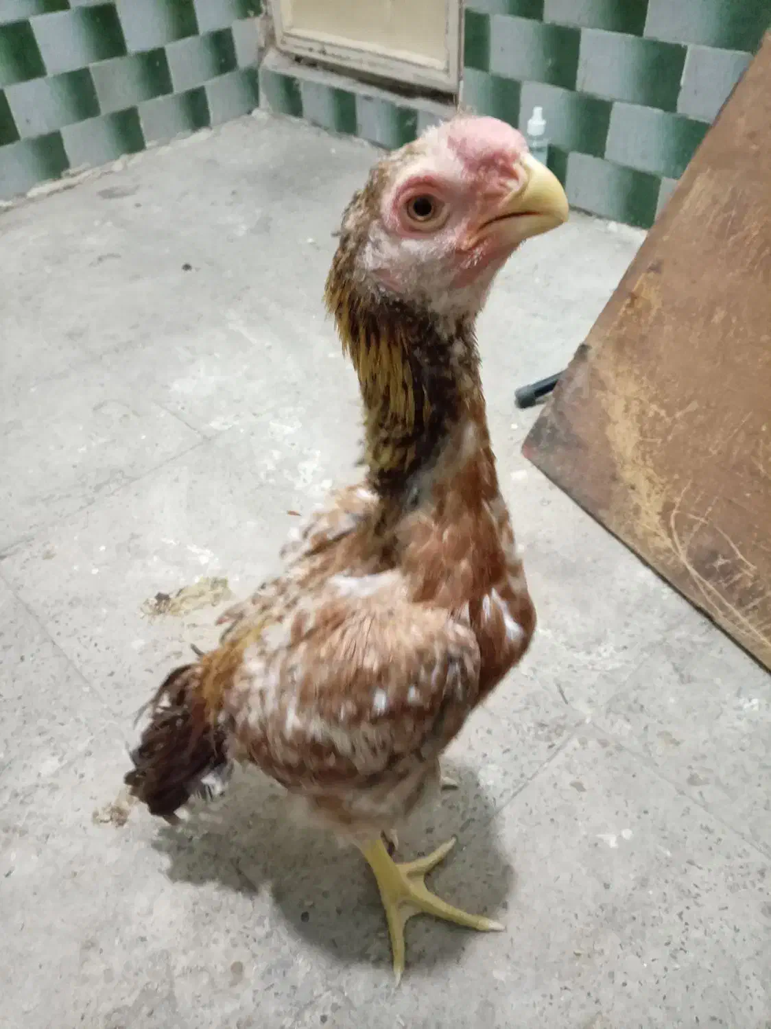 لاری هندی|حیوانات مزرعه|رباطکریم, شهرک صنعتی نصیرآباد|دیوار