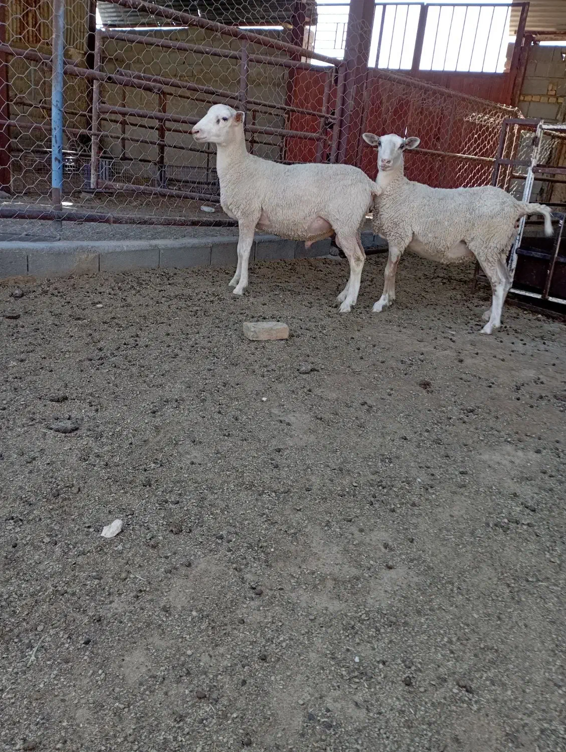 بره نر وماده لاکن|حیوانات مزرعه|اصفهان, بهارستان|دیوار