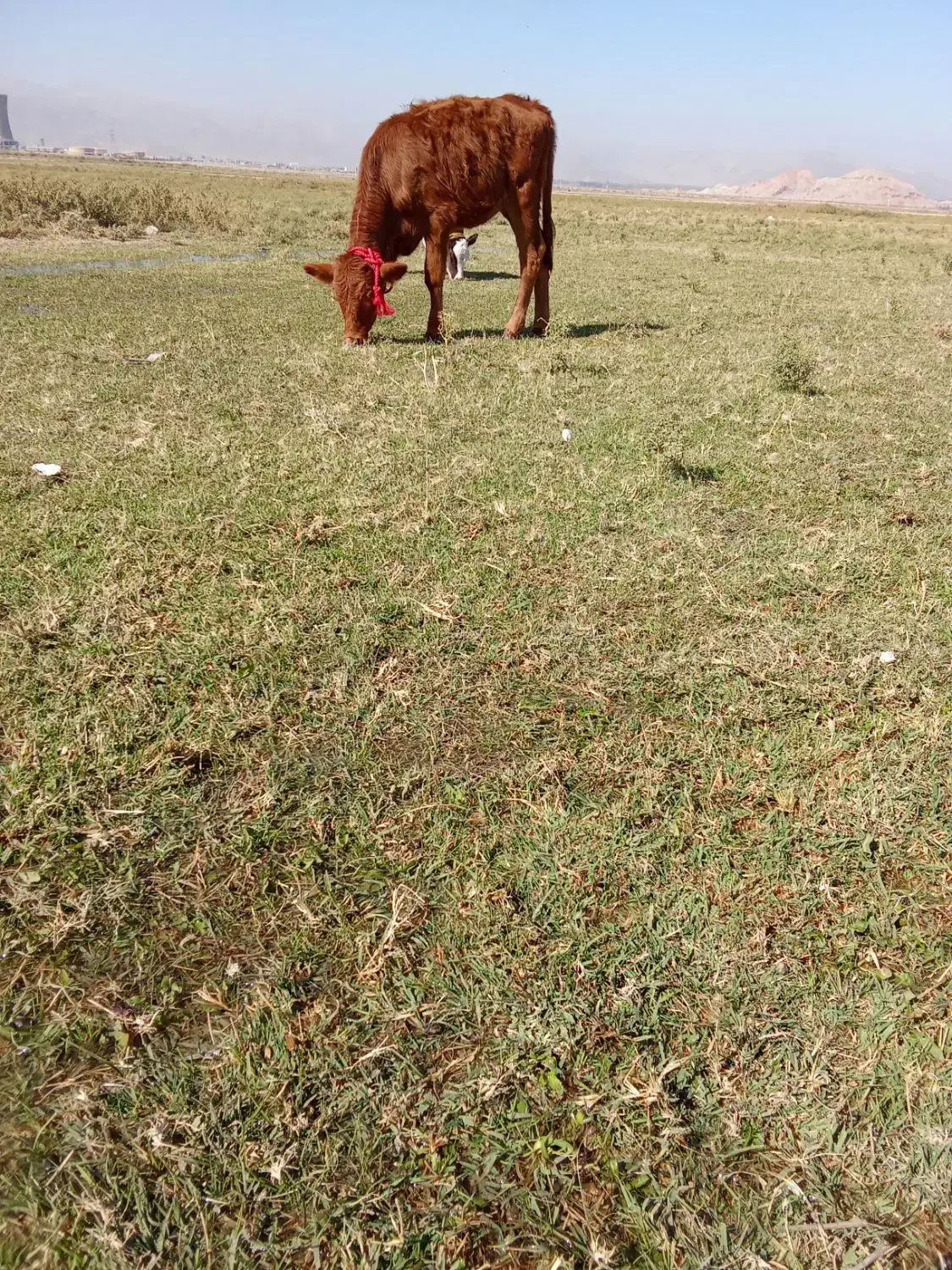 دو عدد گوساله ماده|حیوانات مزرعه|خوی, |دیوار