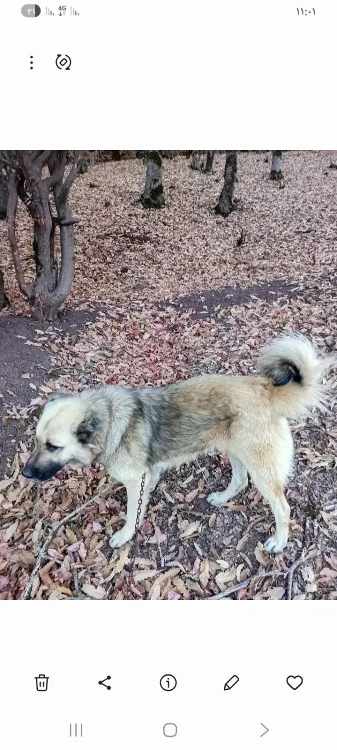 سگ گله دوساله بشرط برای چوپانی وگله داری|سگ|رستمآباد, |دیوار