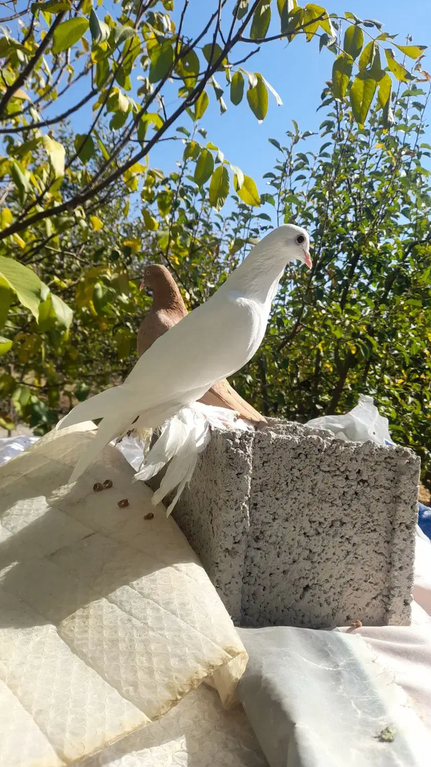 کبوتر نروماده|پرنده|اهر, |دیوار