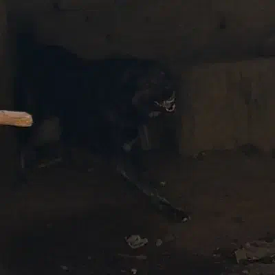 سگ آدمی|سگ|جوکار, |دیوار