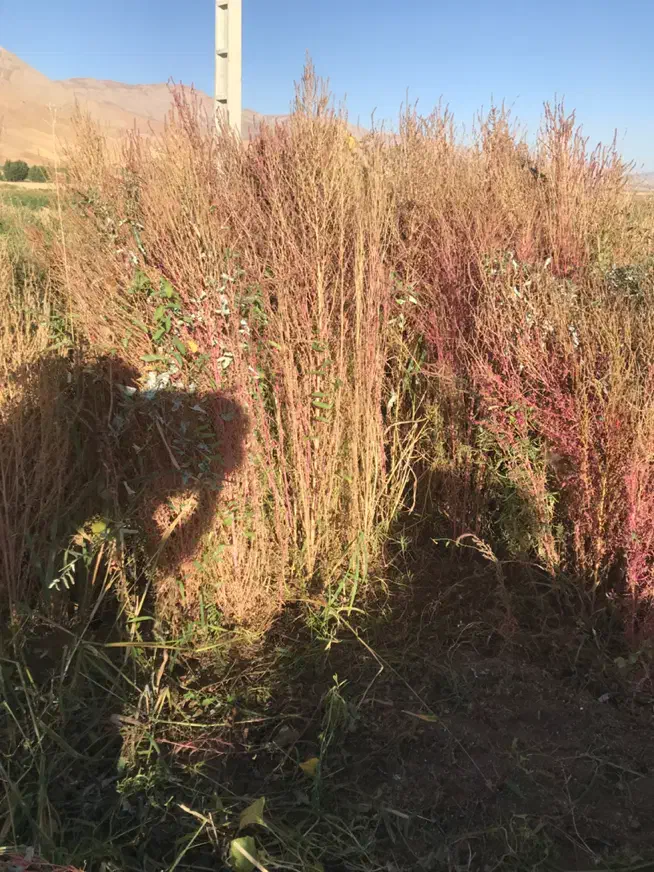 جارو محلی درجه یک|لوازم نظافت|زاغه, |دیوار