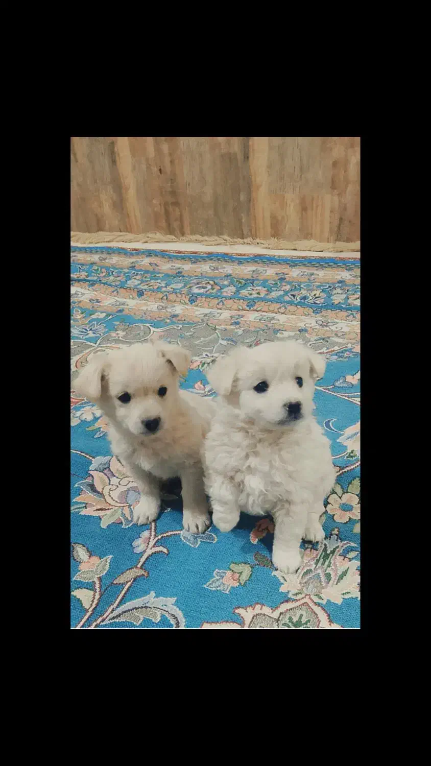 پاپی پا کوتاه|سگ|مشهد, ملکآباد|دیوار