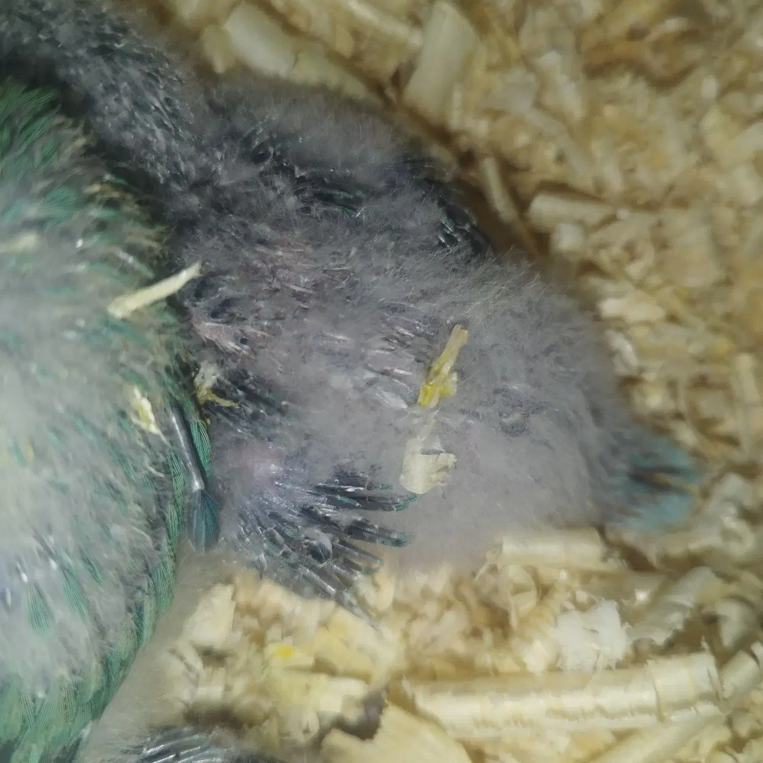 طوطی راهب سرلاکی|پرنده|قائم‌شهر, |دیوار