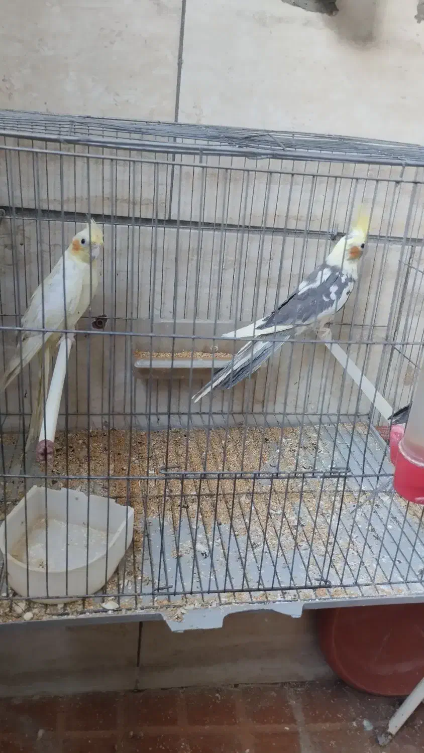 جوجه عروس هلندی|پرنده|میانه, |دیوار