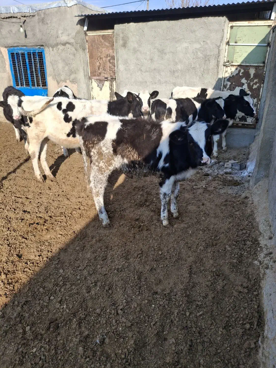 گوساله|حیوانات مزرعه|فیروزه, |دیوار