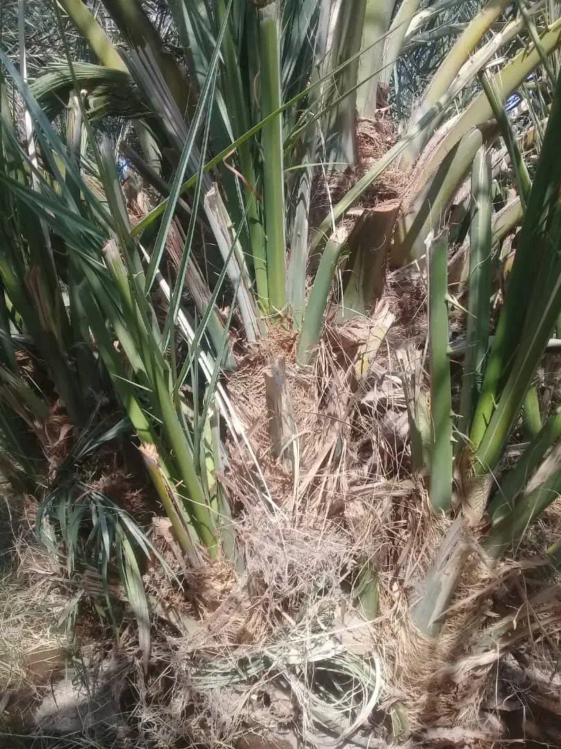 جنگفروشی|گل و گیاه طبیعی|فهرج, |دیوار