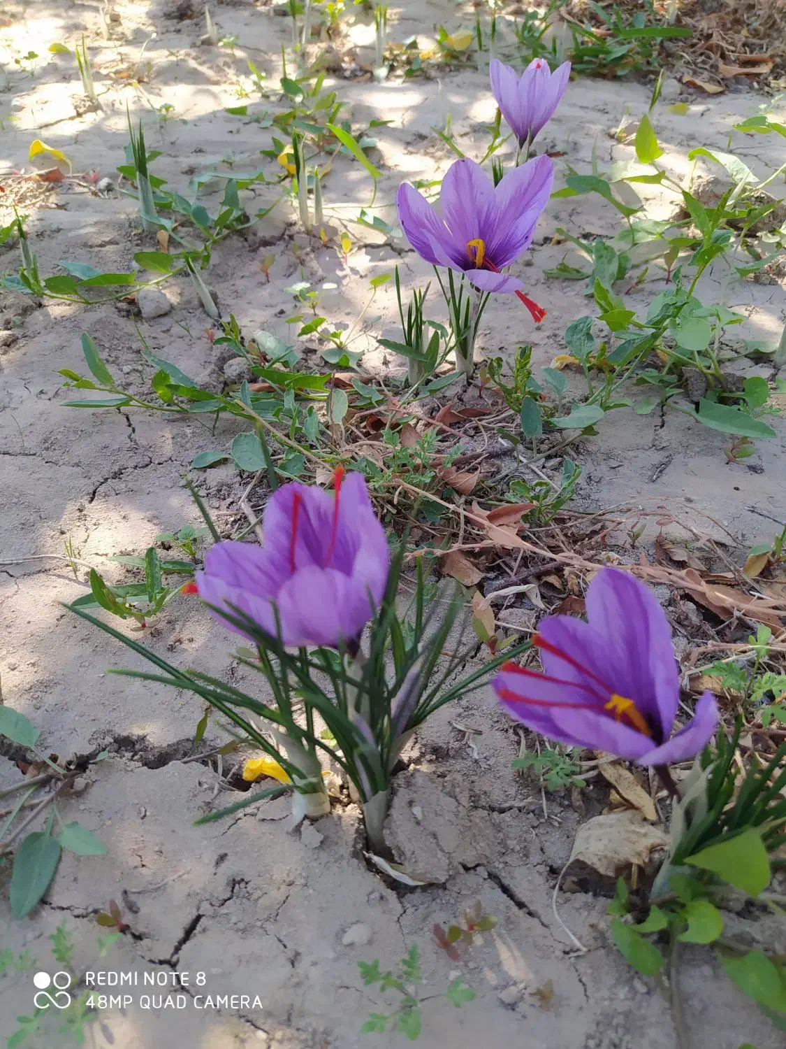 زعفران خشک امسالی|خوردنی و آشامیدنی|گوگان, |دیوار