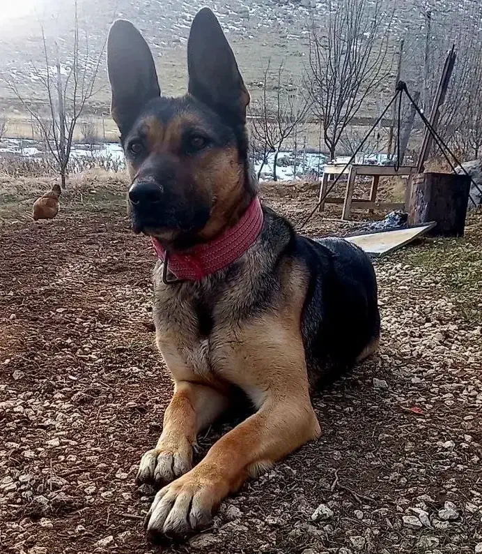 ژرمن ورک لاین ماده|سگ|بیجار, |دیوار