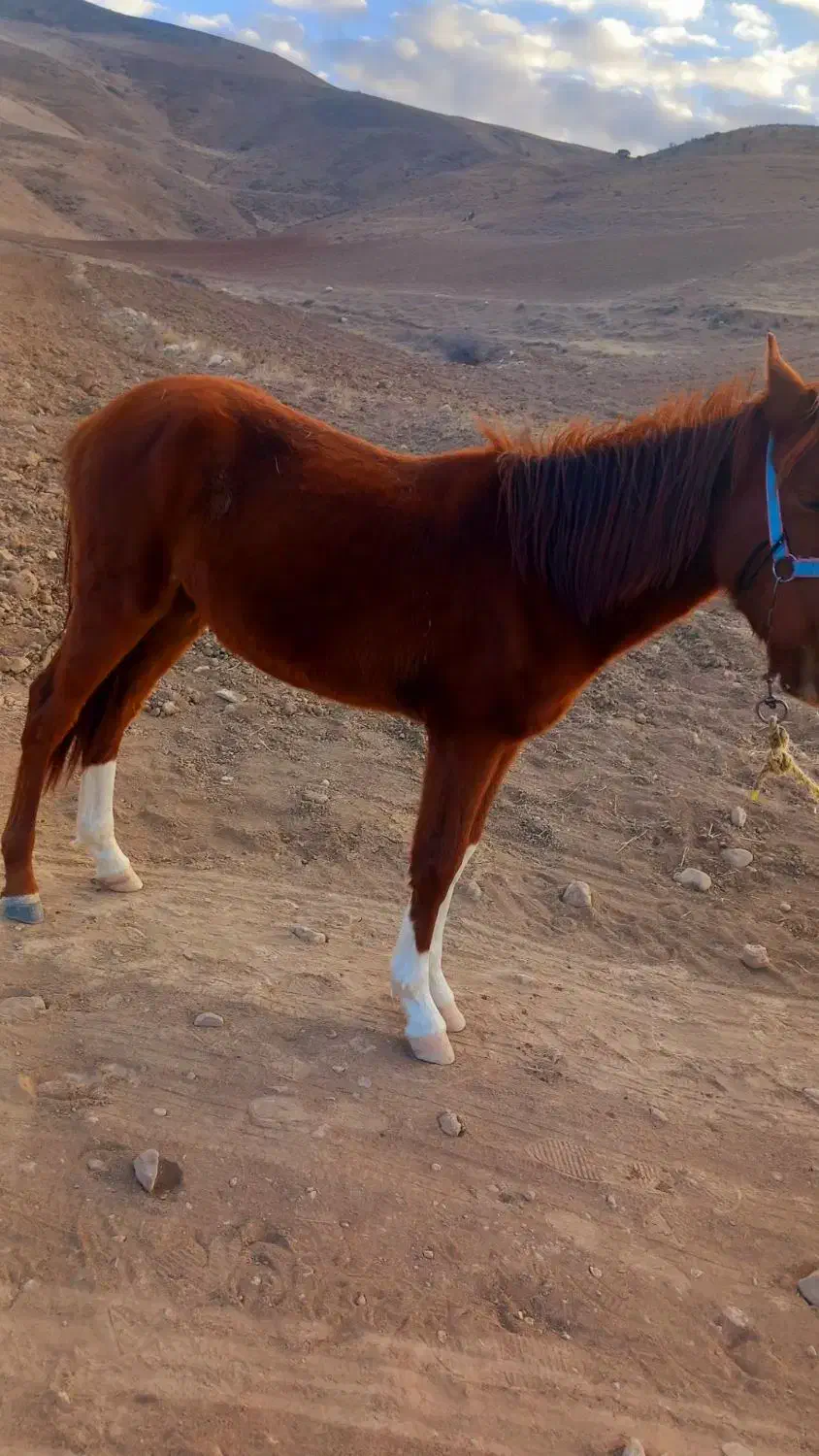 کره‌اسب‌نر‌|اسب و تجهیزات اسب‌سواری|بجنورد, |دیوار