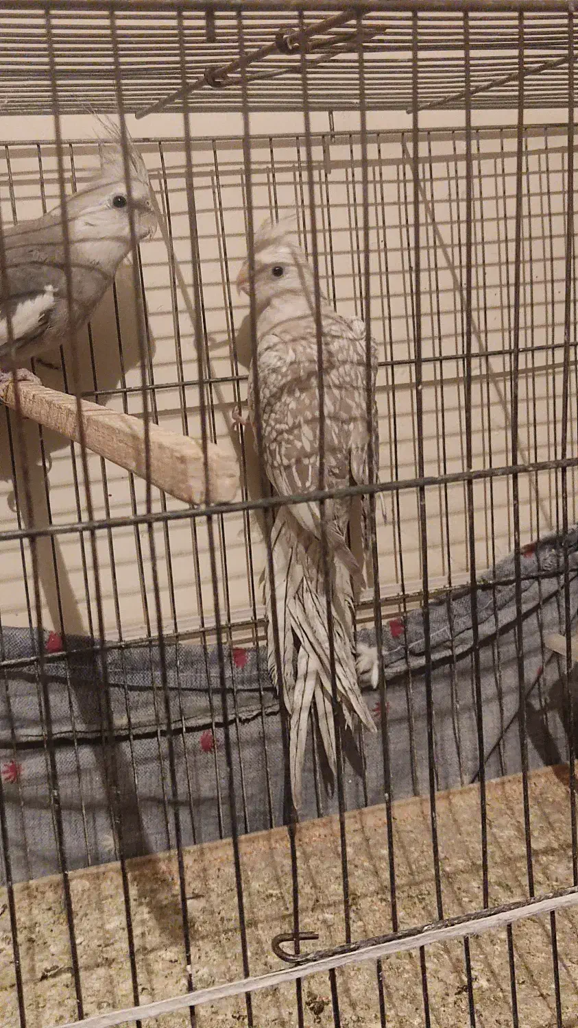 عروس هلندی|پرنده|تهران, مشیریه|دیوار