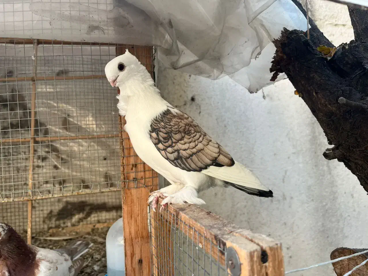 فروش کبوتر بلژیکی|پرنده|بابل, |دیوار