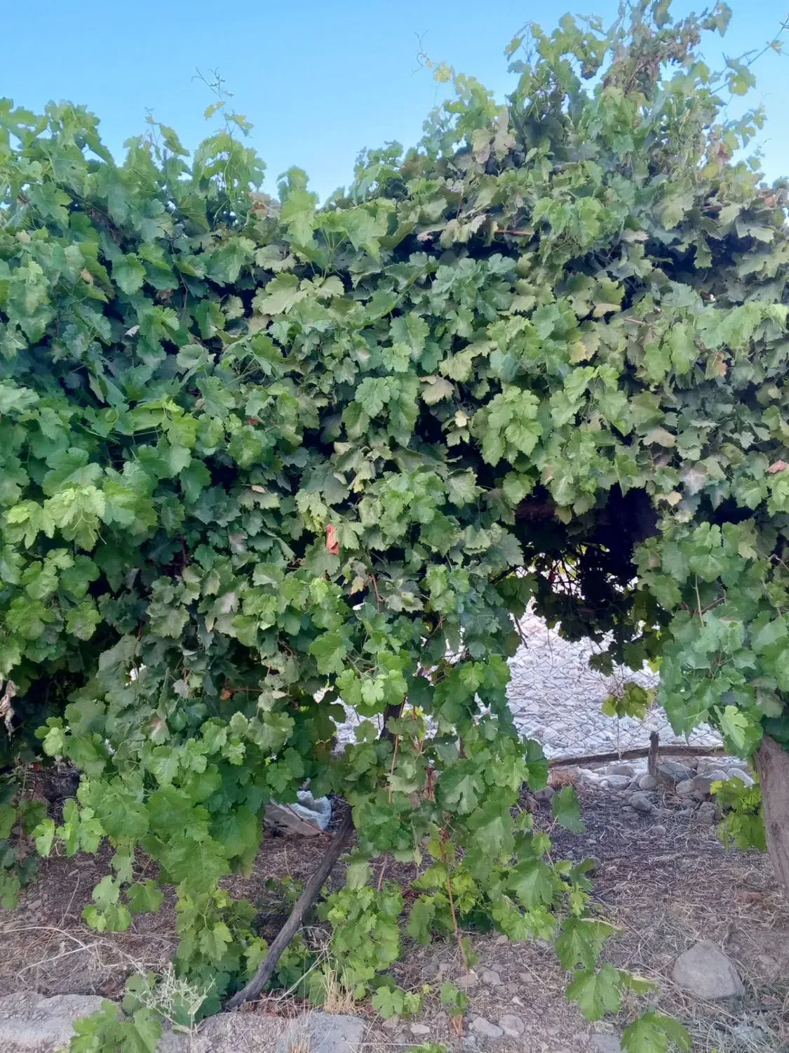 فروش زمین و باغ|فروش زمین و ملک کلنگی|سراب میمه, |دیوار