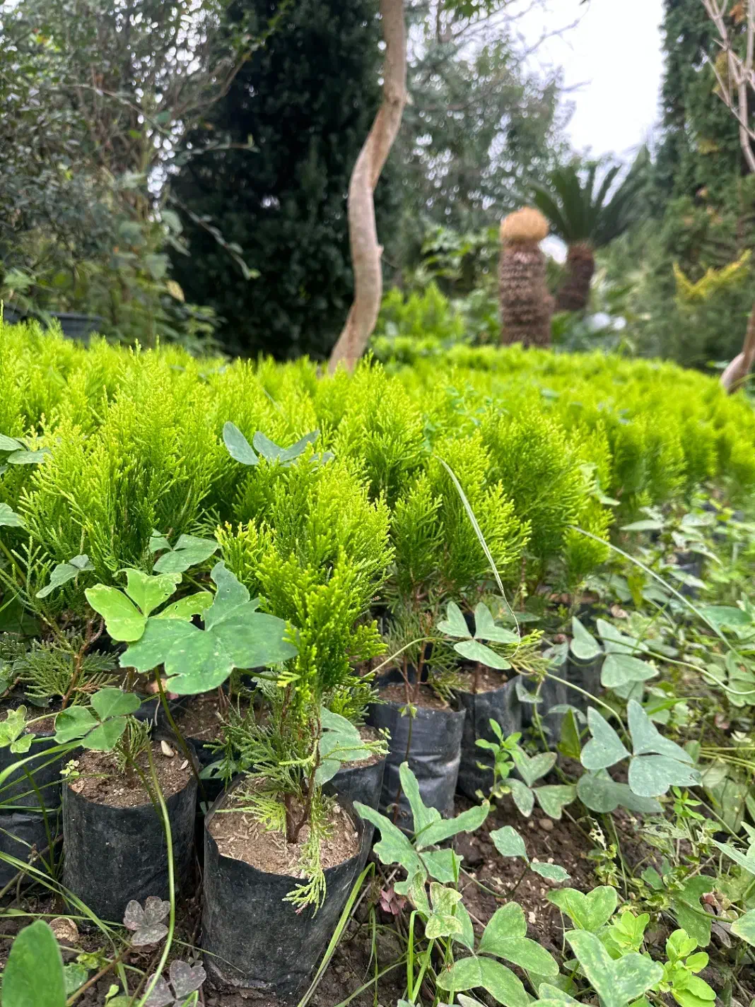 فروش نشا کامیس طلایی|خدمات باغبانی و درختکاری|شیرود, |دیوار