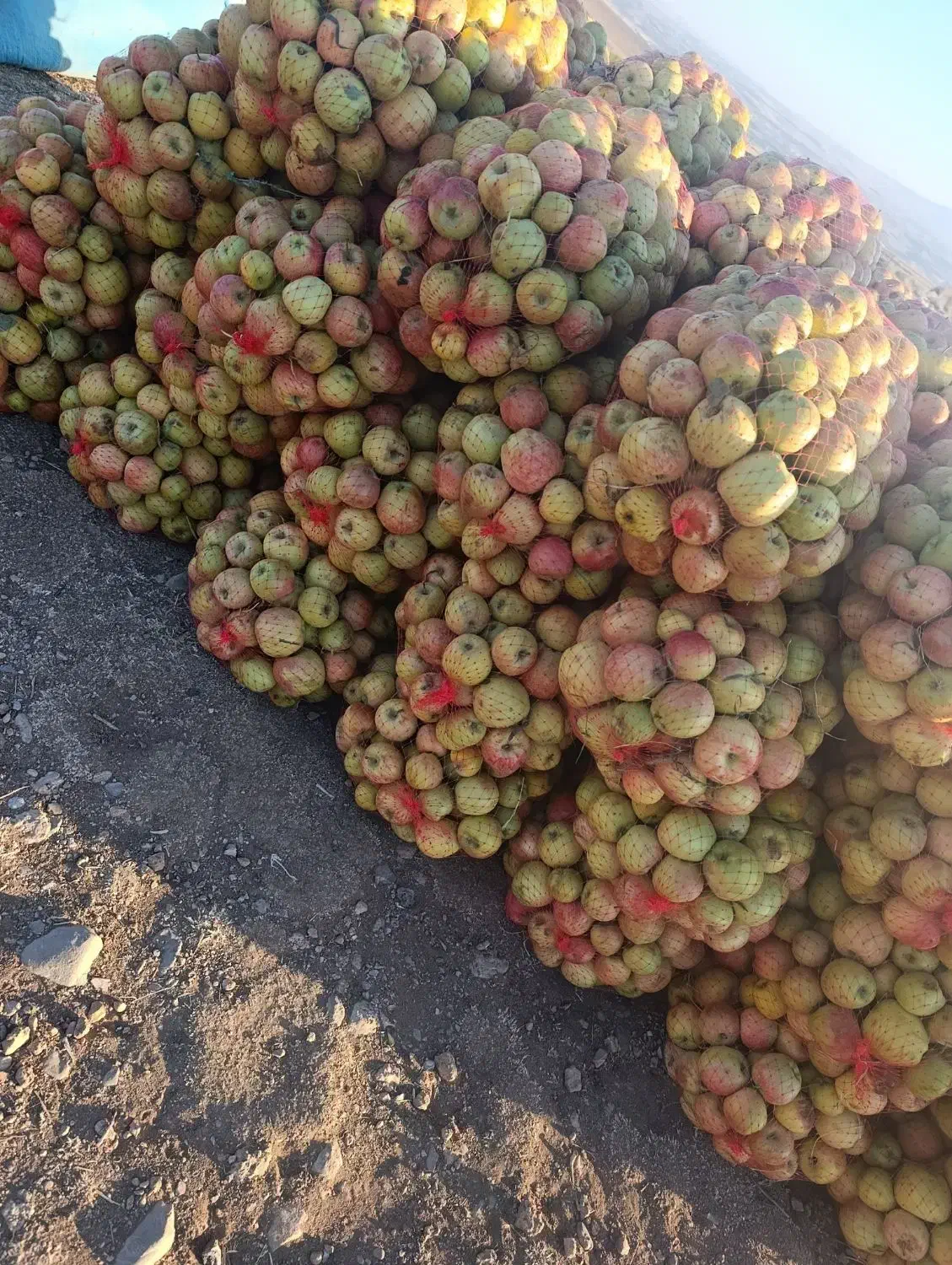 تحویل سیب درجه ۲|خدمات باغبانی و درختکاری|بروجرد, |دیوار