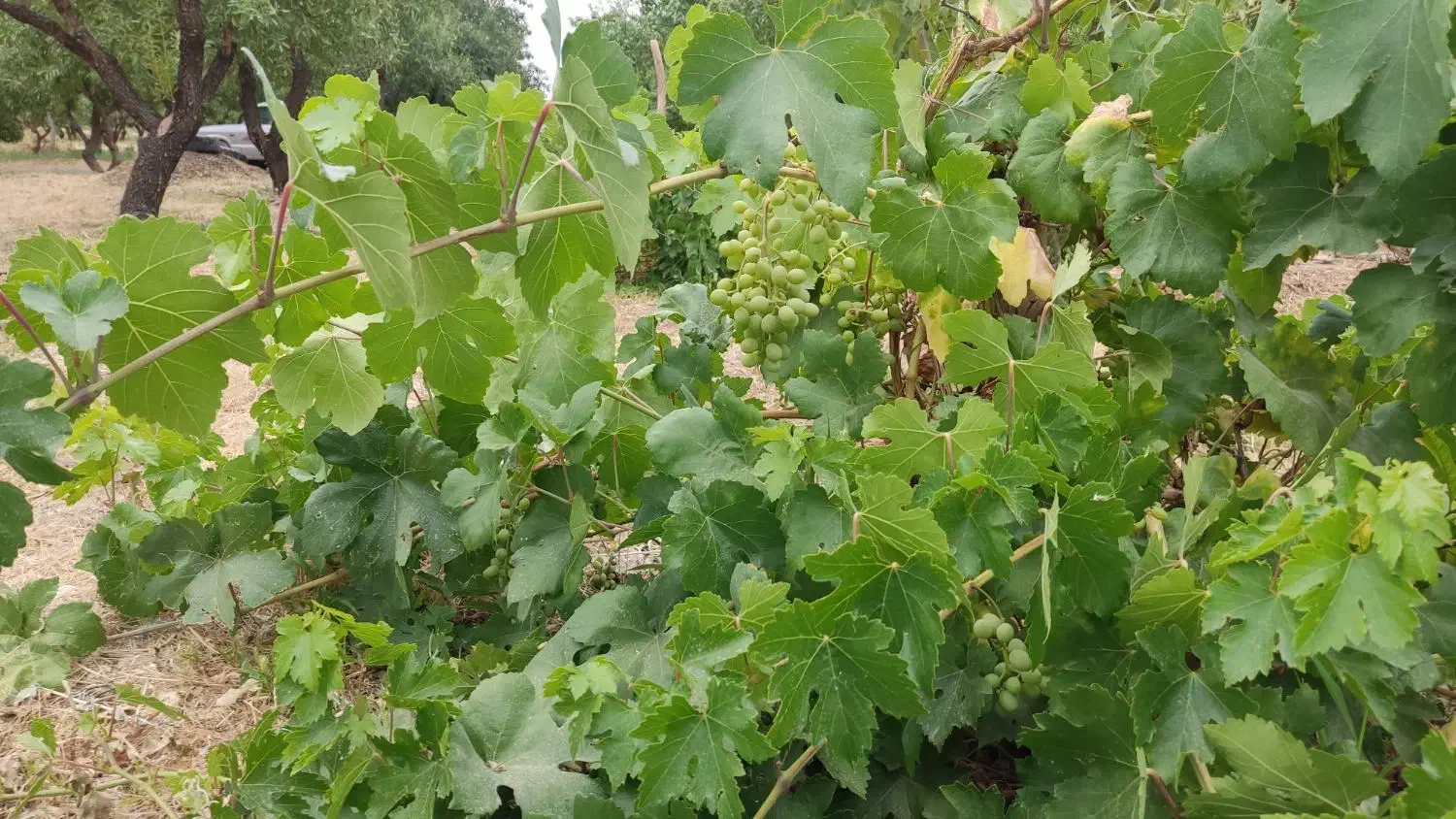 باغ بینظیر|فروش دفتر صنعتی، کشاورزی، تجاری|شیدا, |دیوار