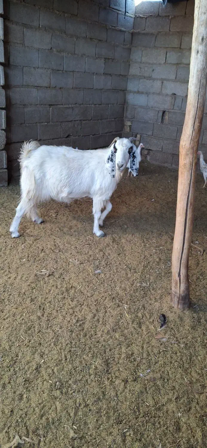 فروش بز چاق|حیوانات مزرعه|حنا, |دیوار