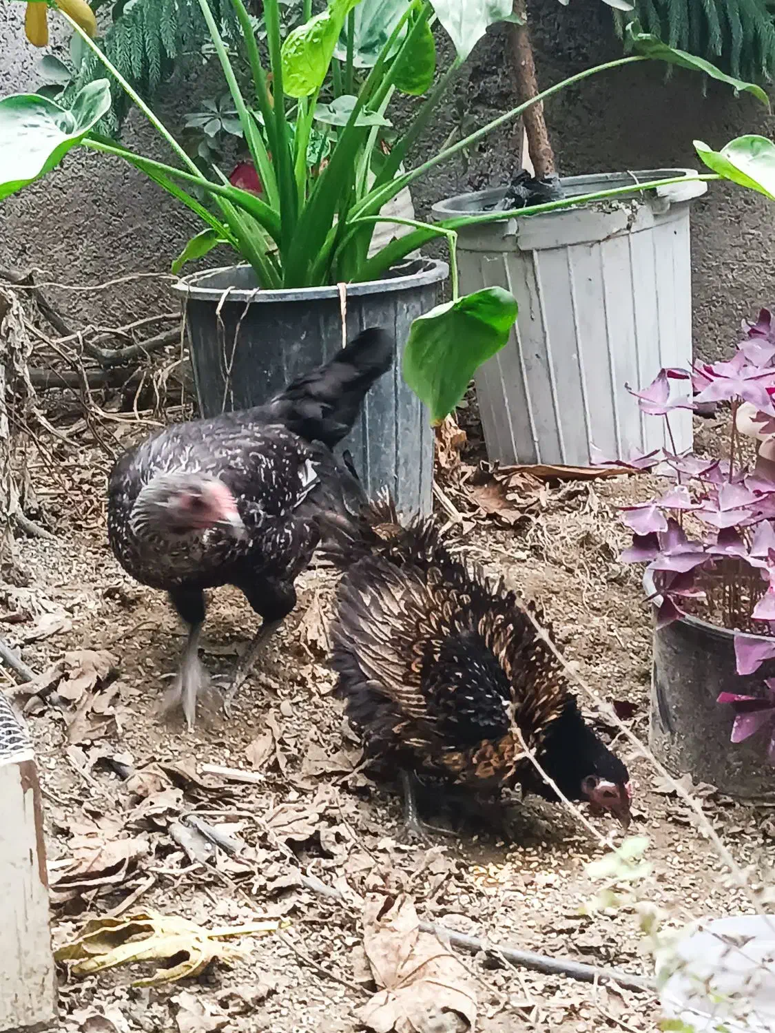 دوتا مرغ مینیاتوری|حیوانات مزرعه|آمل, |دیوار