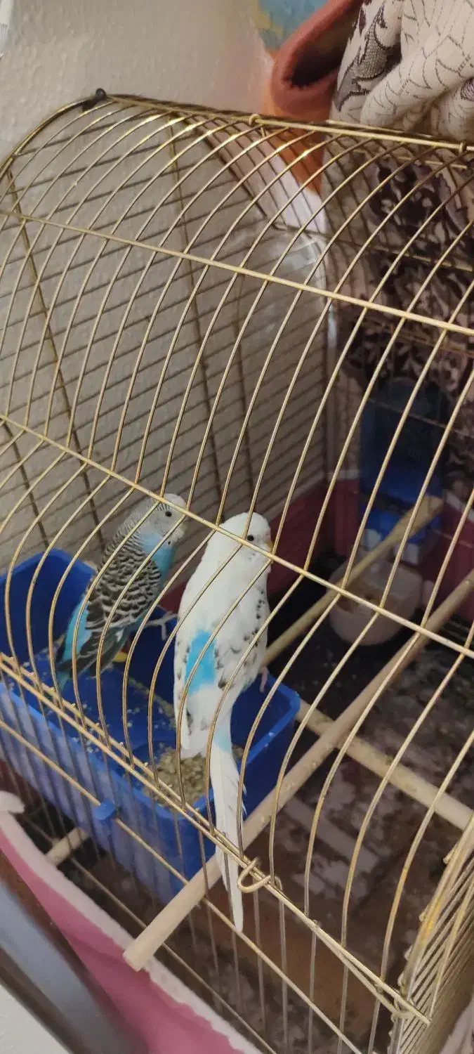 مرغ عشق جفت|پرنده|شاهین‌شهر, بانک استان|دیوار