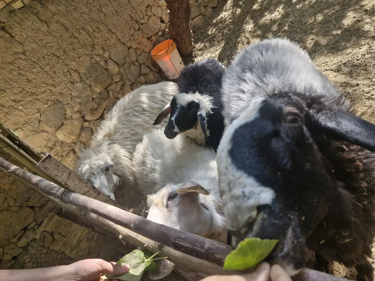 بره نر افشاری قوچ افشاری جوان و سرحال و زیرک|حیوانات مزرعه|تفت, |دیوار