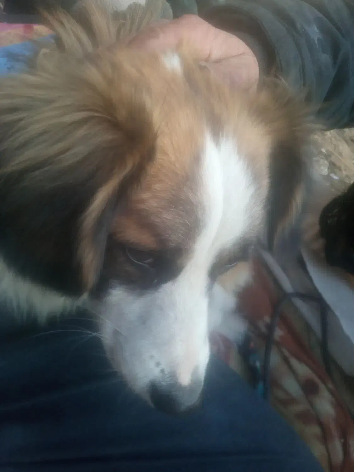 واگذاری سگ پا کوتاه اشپیتز یسال نیمشه|سگ|درگز, |دیوار