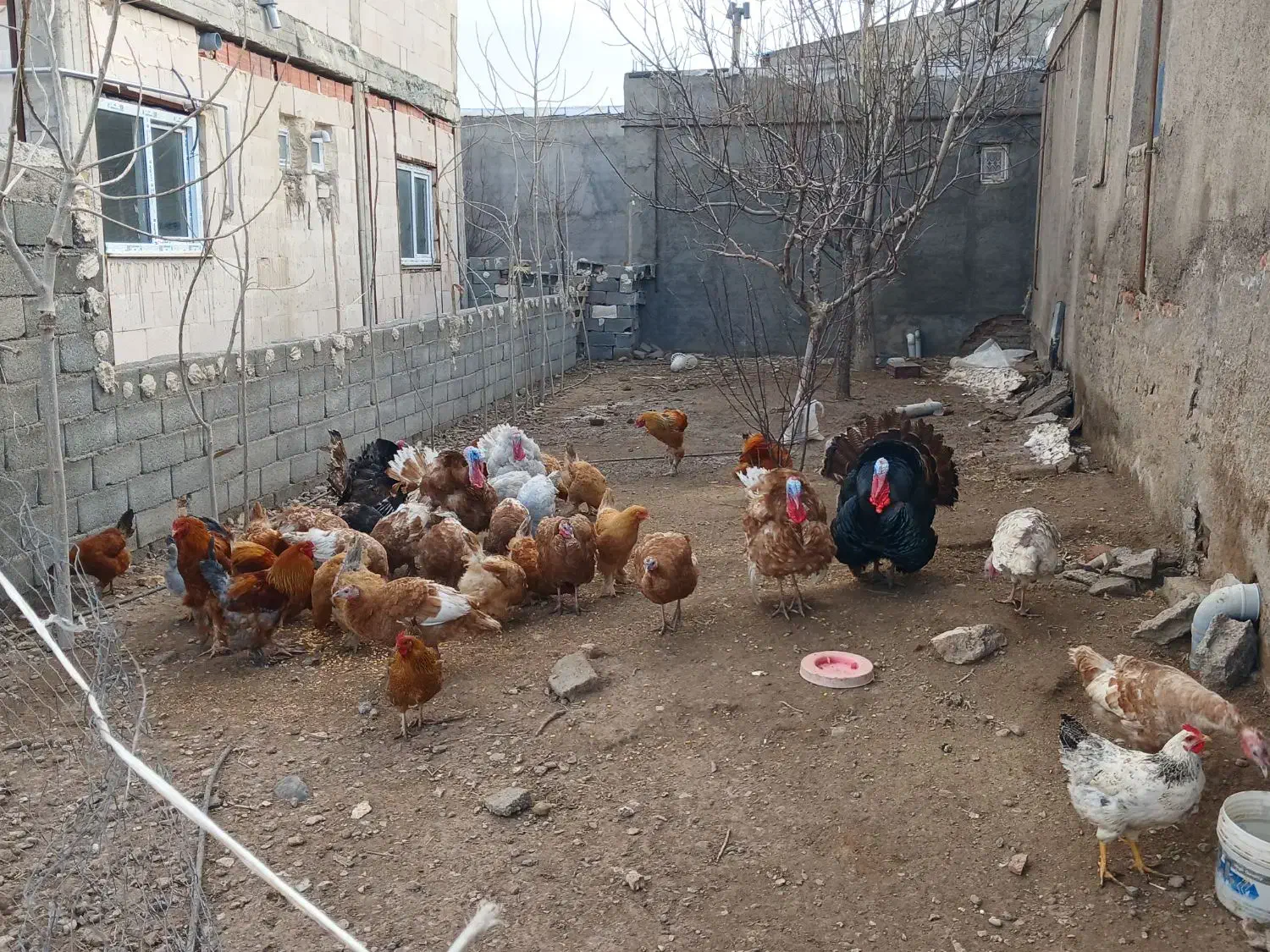 بوقلمون طبیعی|حیوانات مزرعه|اردبیل, |دیوار