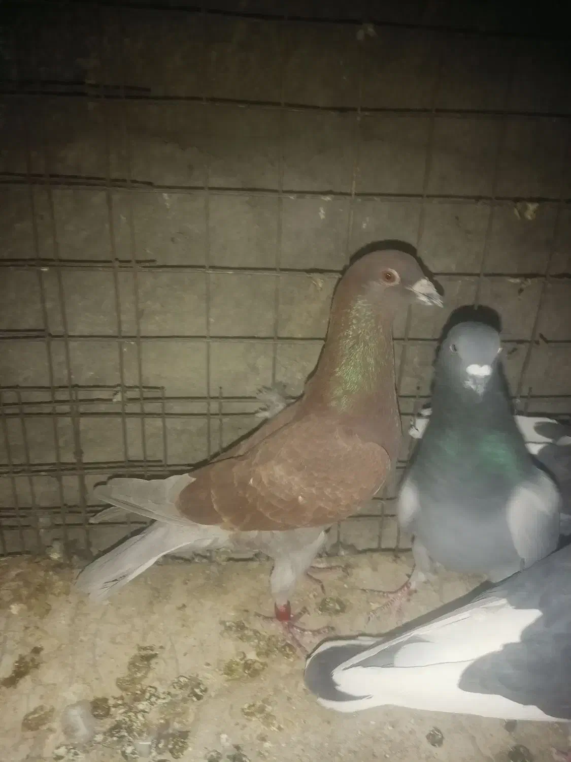 کفتر یا کبوتر|پرنده|یزد, |دیوار