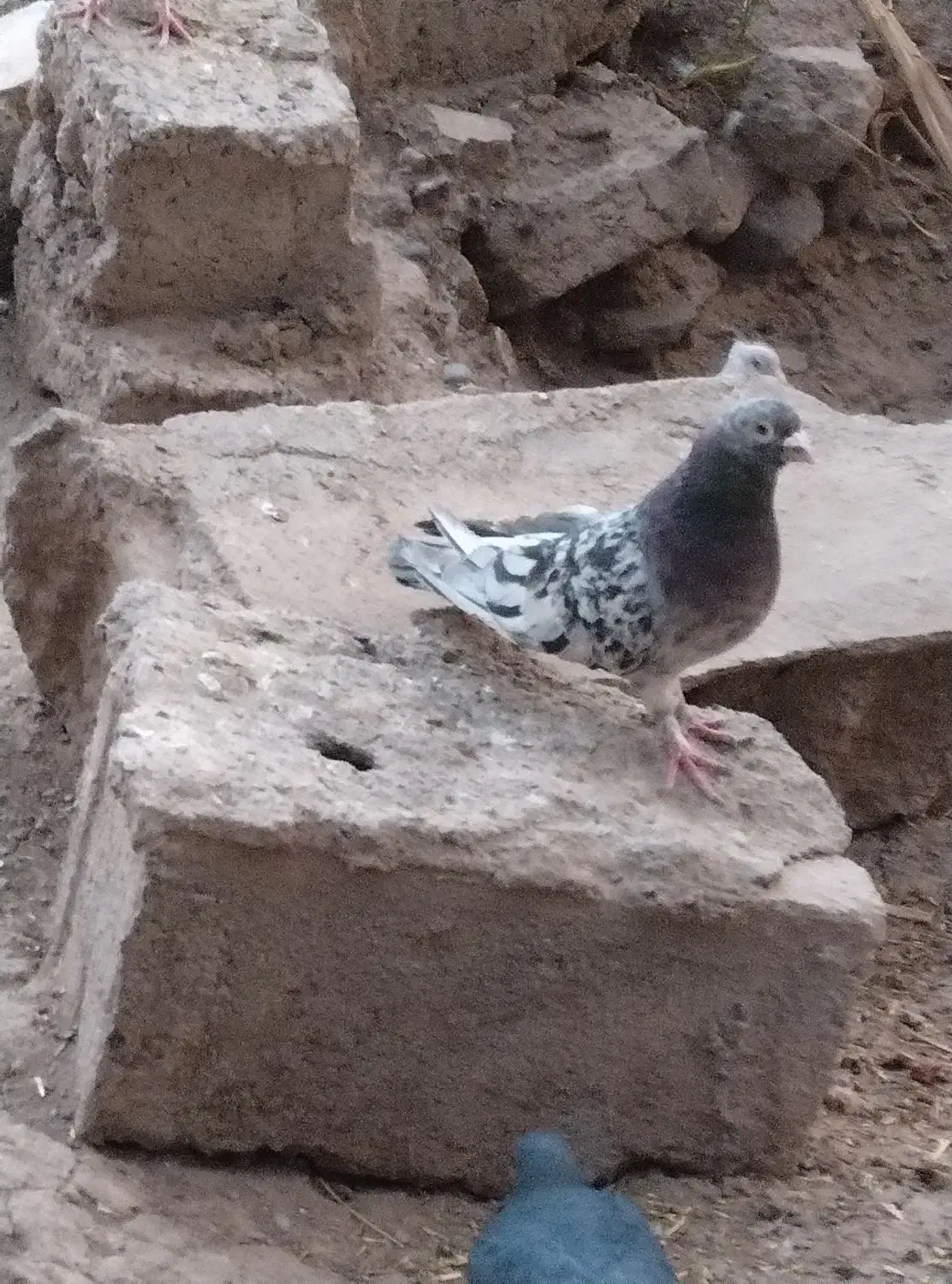 سور گمشده|حیوانات|بم, |دیوار