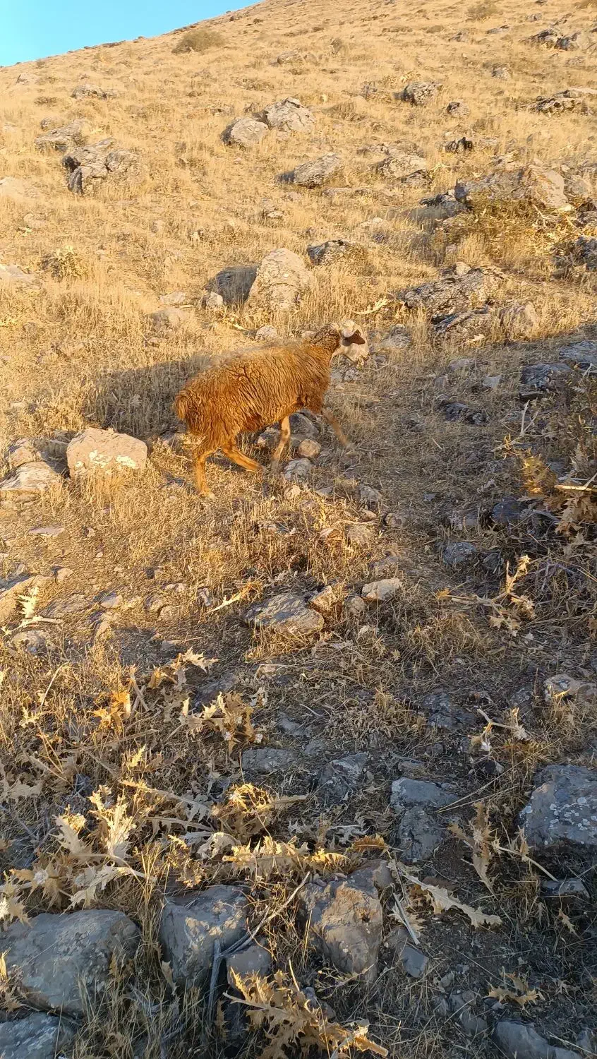 گوسفند|حیوانات مزرعه|موچش, |دیوار