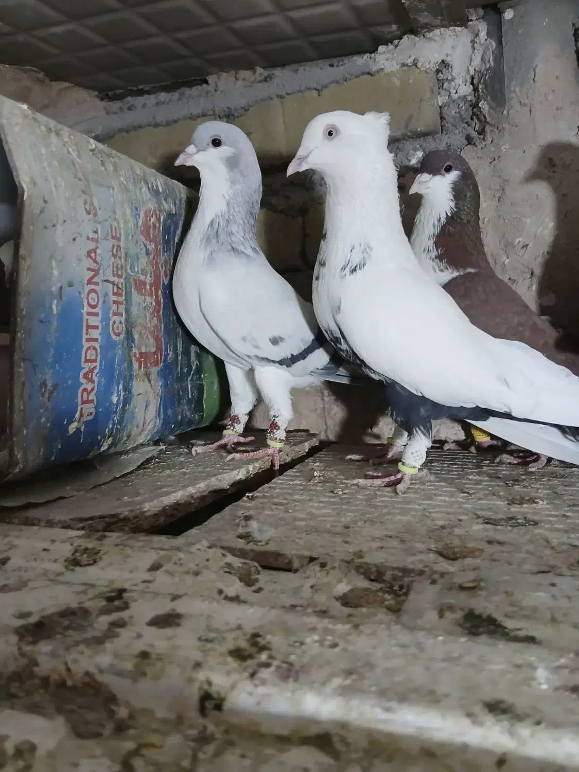 کفترای رنگی پرنده|پرنده|قزوین, |دیوار