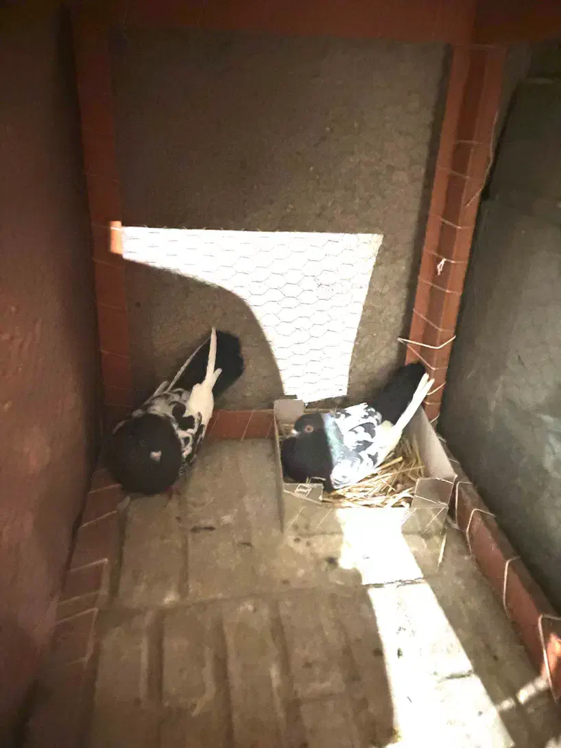 فروش کفتر|پرنده|شیروان (خراسان), |دیوار