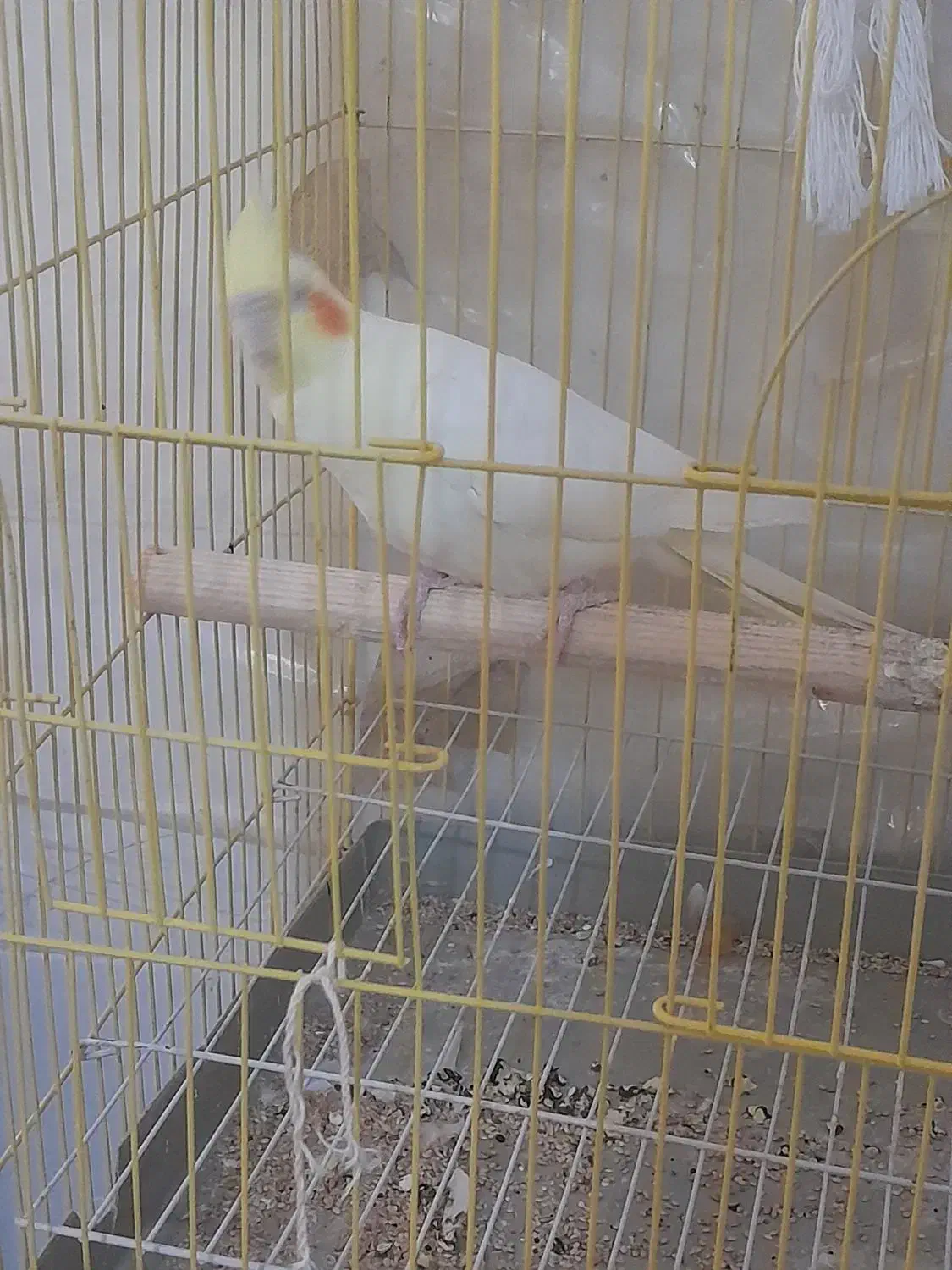 قفس عروس هلندی|لوازم جانبی حیوانات|یزد, |دیوار