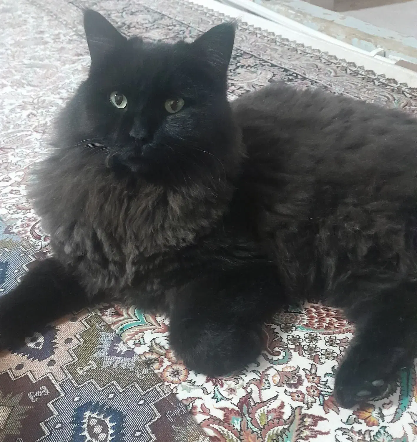 گربه گم شده|حیوانات|مهاباد (آذربایجان غربی), |دیوار