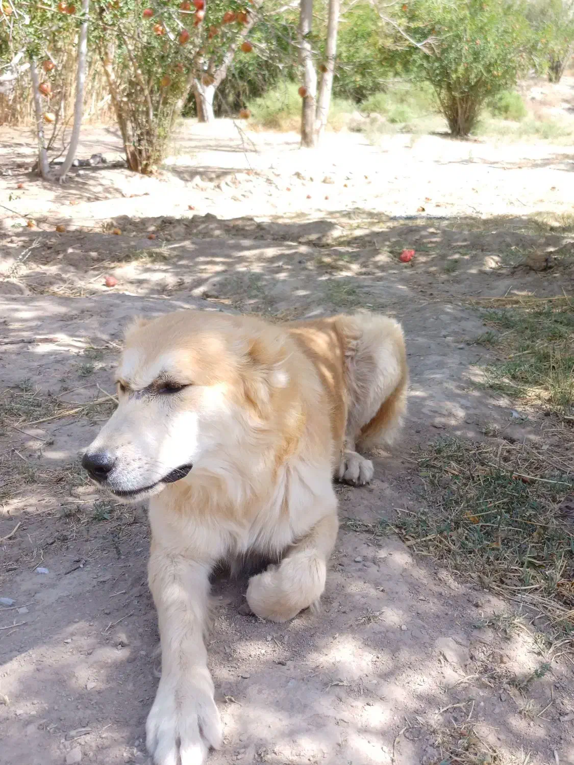 حیوان|حیوانات|درح, |دیوار