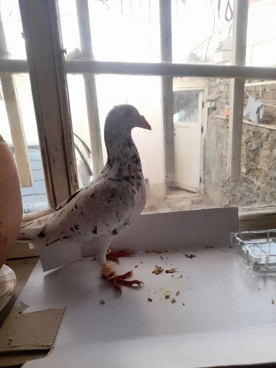 کبوتر|حیوانات|کرمانشاه, |دیوار