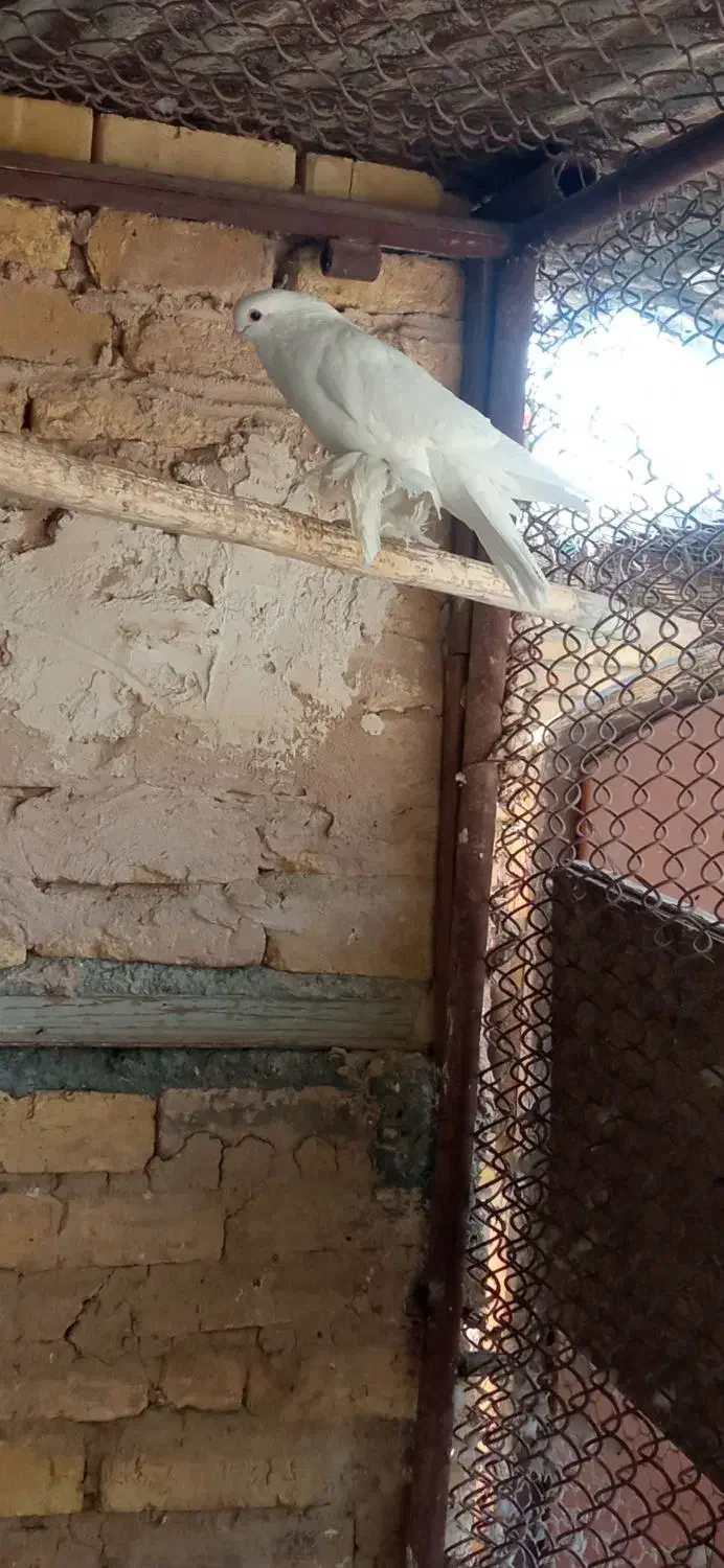 کبوتر زینتی|پرنده|اصفهان, سپاهان‌شهر|دیوار