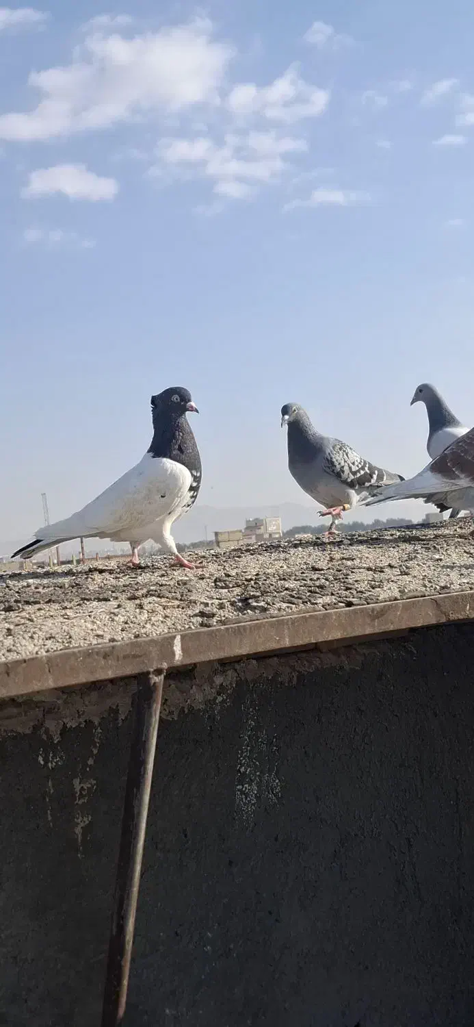 کبوتر|پرنده|مشهد, خلق آباد سفلی|دیوار