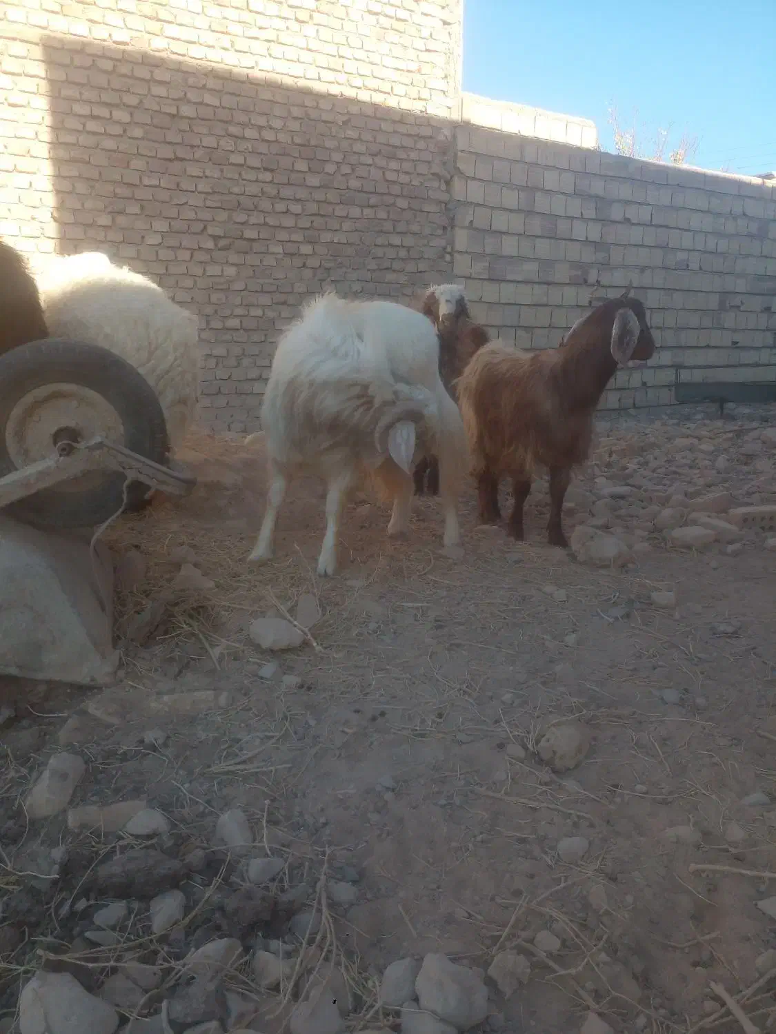 بره وبزغاله فروشی چاق|حیوانات مزرعه|سده (خراسان جنوبی), |دیوار