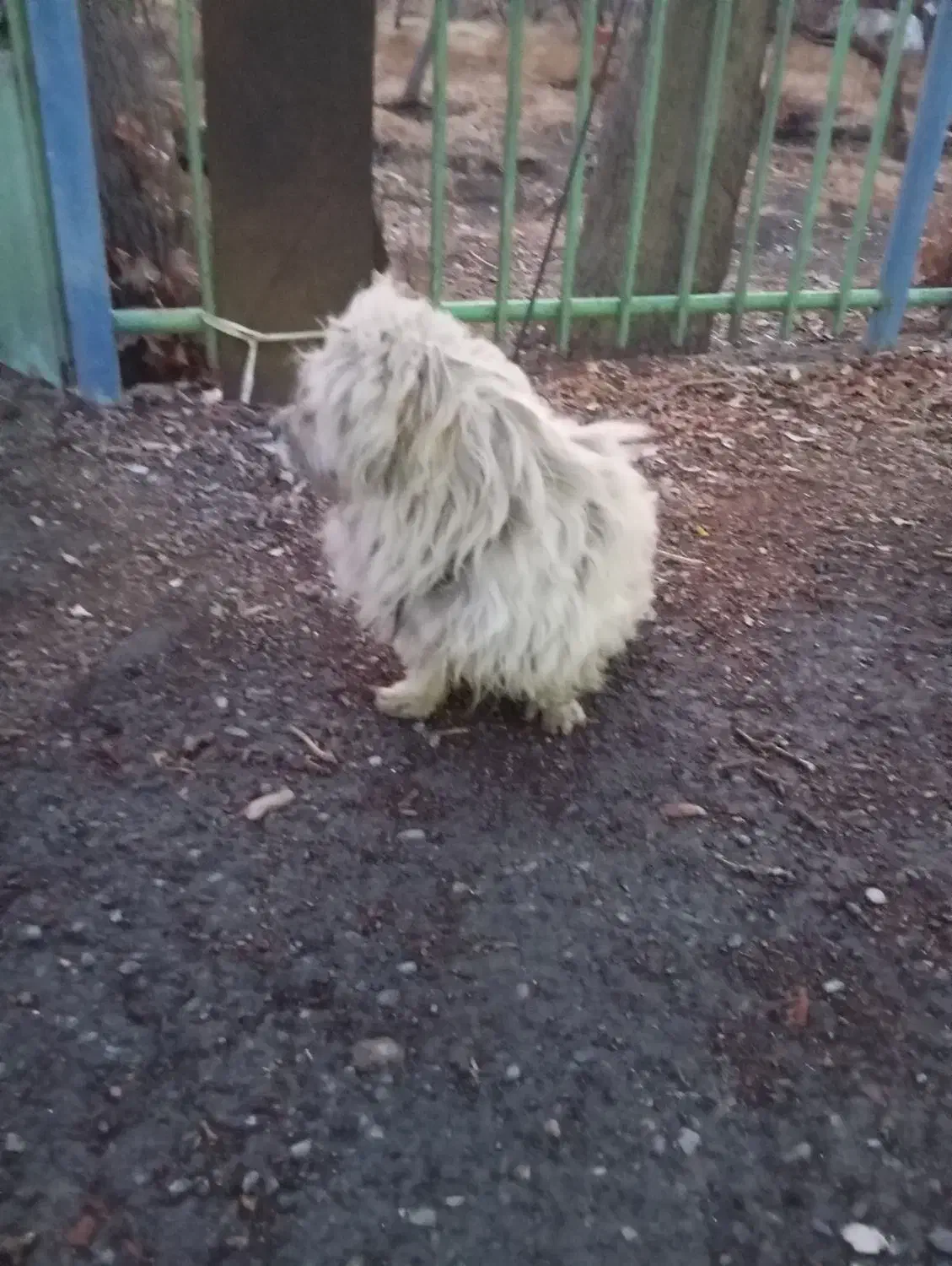 سگ پیداشده|حیوانات|محمدشهر, محمدشهر|دیوار