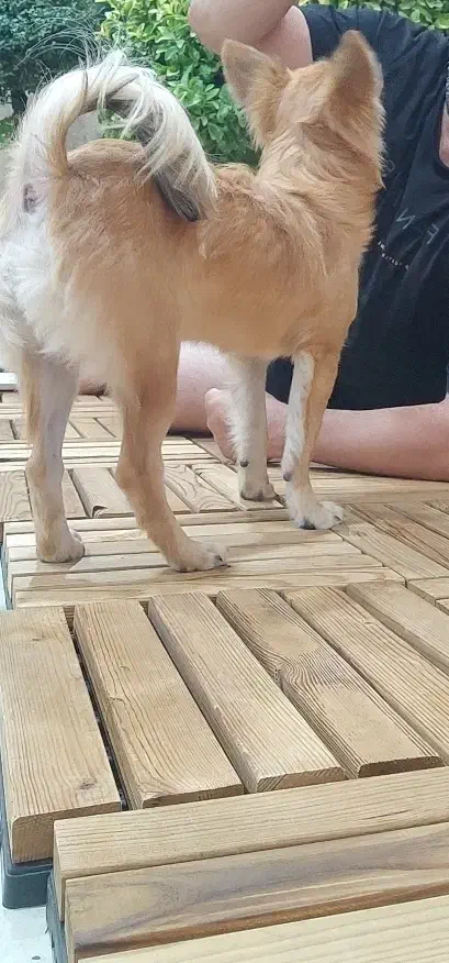 واگذاری رایگان به خانمها .جهت نگهداری نه فروش|سگ|خرم‌آباد, |دیوار