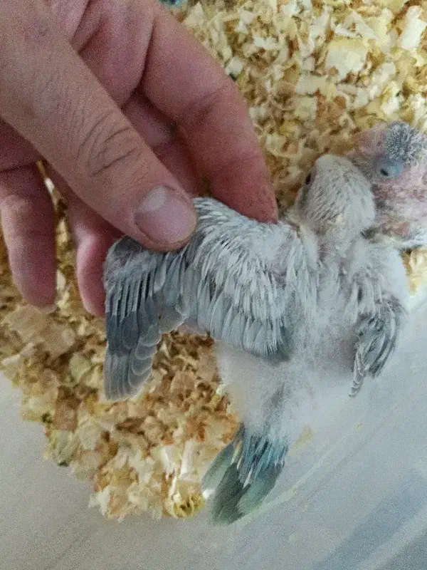 جوجه سرلاکی راهب کراس اور و ابی|پرنده|اندیشه, اندیشه فاز ۲|دیوار