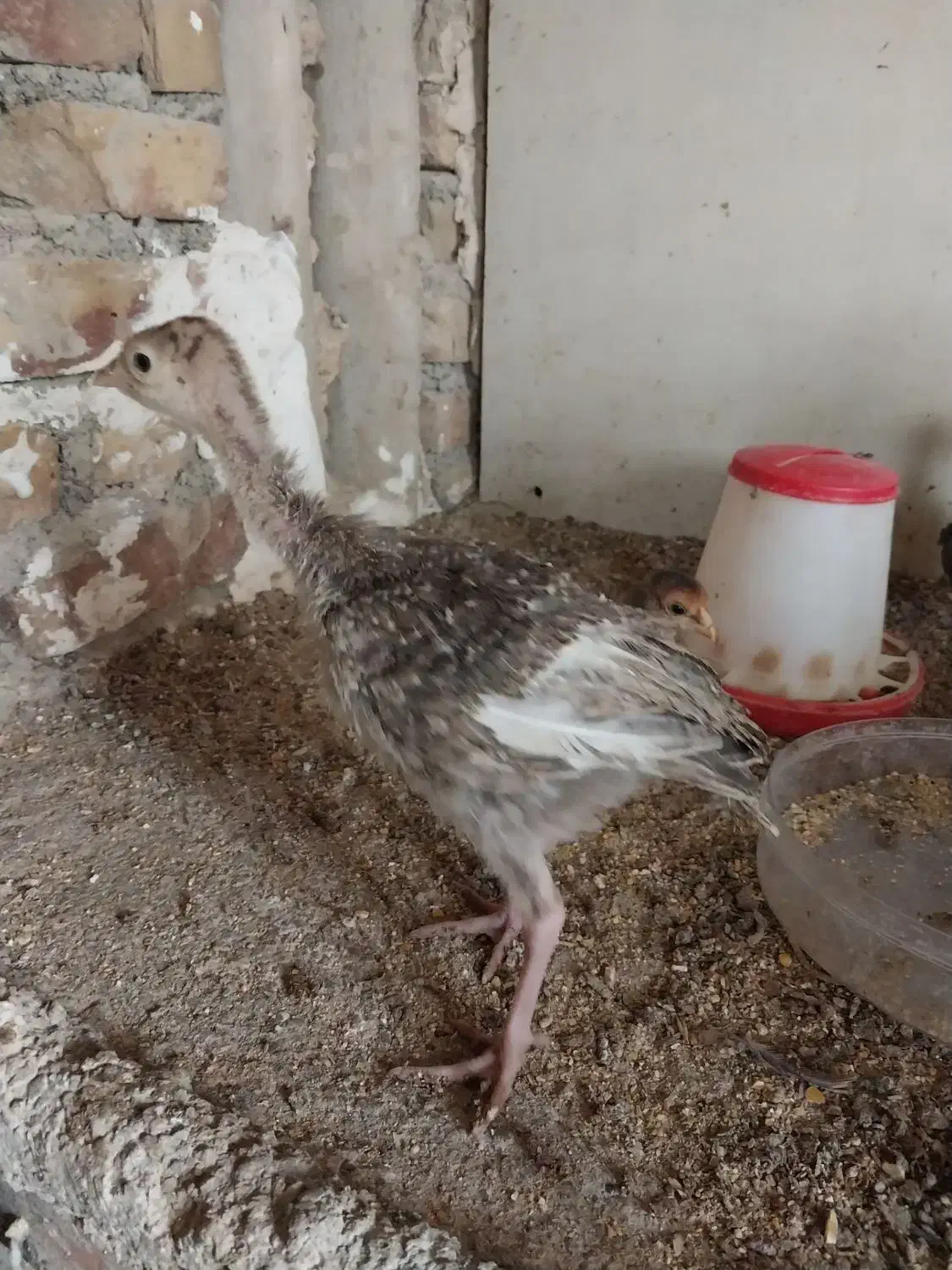 جوجه بوقلمون|حیوانات مزرعه|ماهدشت, |دیوار