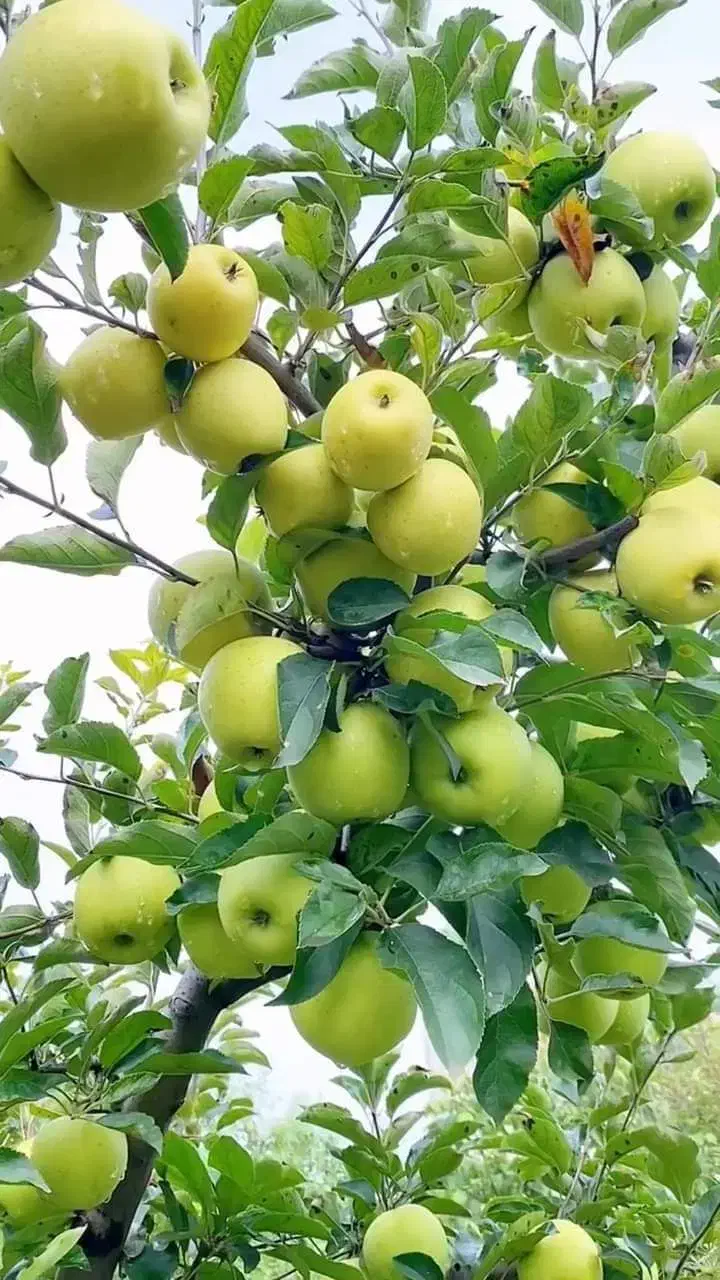 فروش نهال های پربار|خدمات باغبانی و درختکاری|زنجان, |دیوار