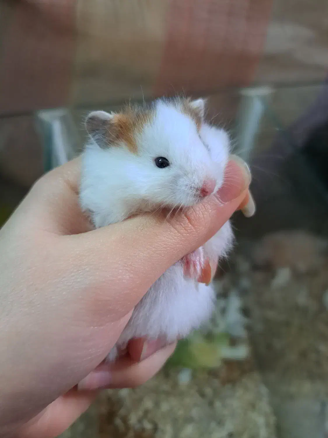 همستر خوکچه هندی|موش و خرگوش|مشهد, بهمن|دیوار