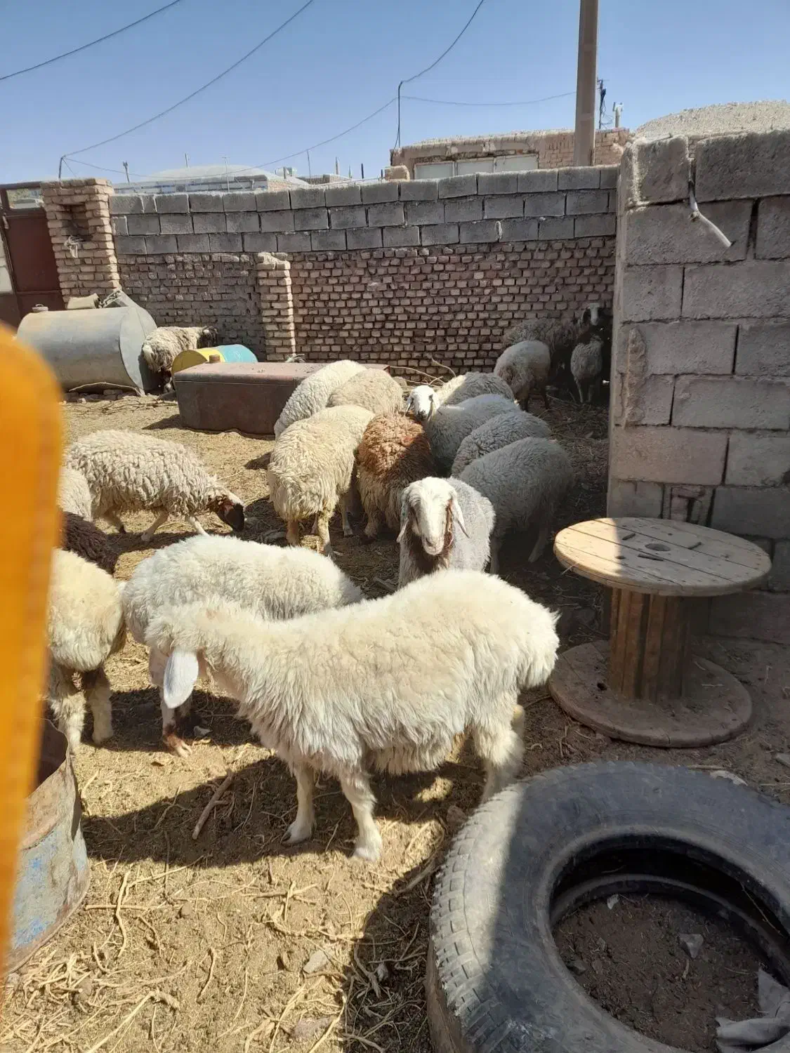 بره ماده و میش|حیوانات مزرعه|بیرجند, |دیوار