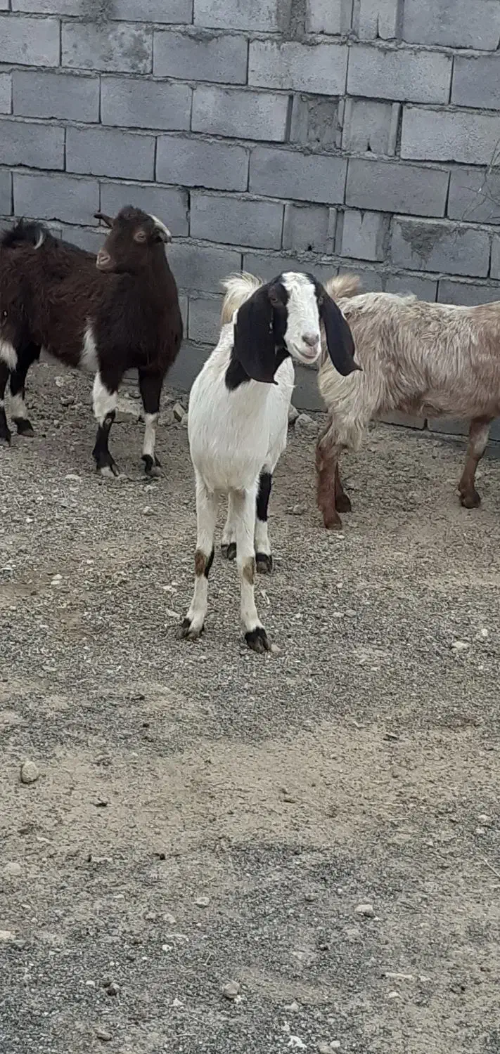 چهار راس بز|حیوانات مزرعه|سنقر, |دیوار